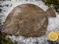 Premium Korean turbot fish at Crab Talk Singapore