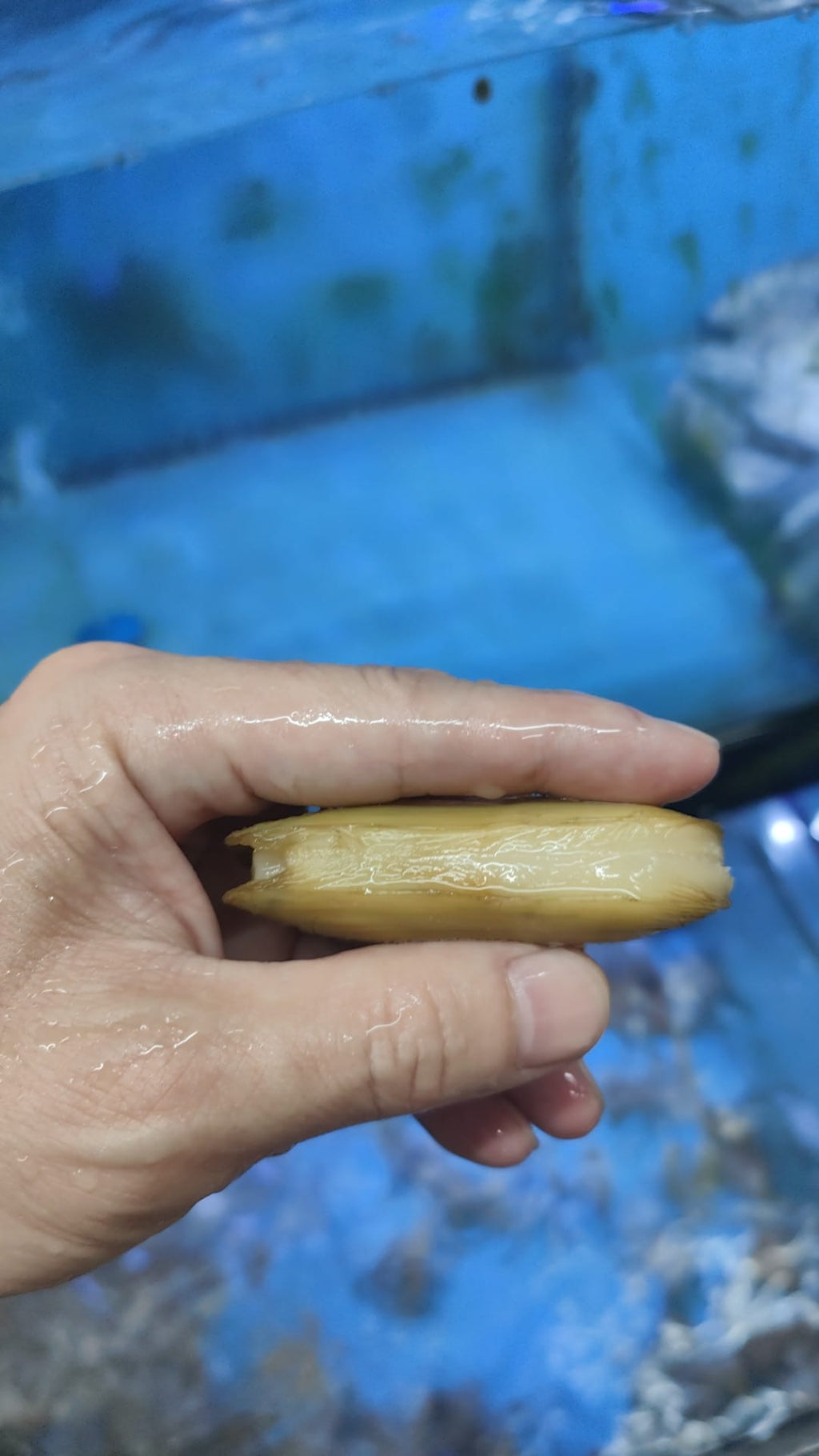 Live XL Razor Clams – 1kg