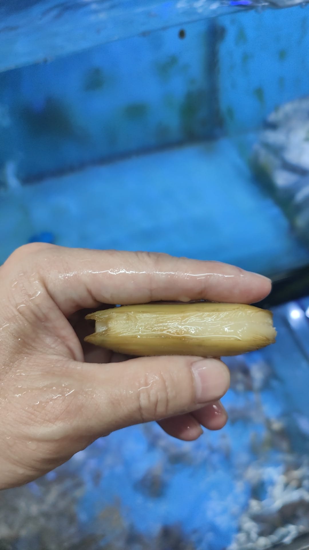 Live XL Razor Clams – 1kg
