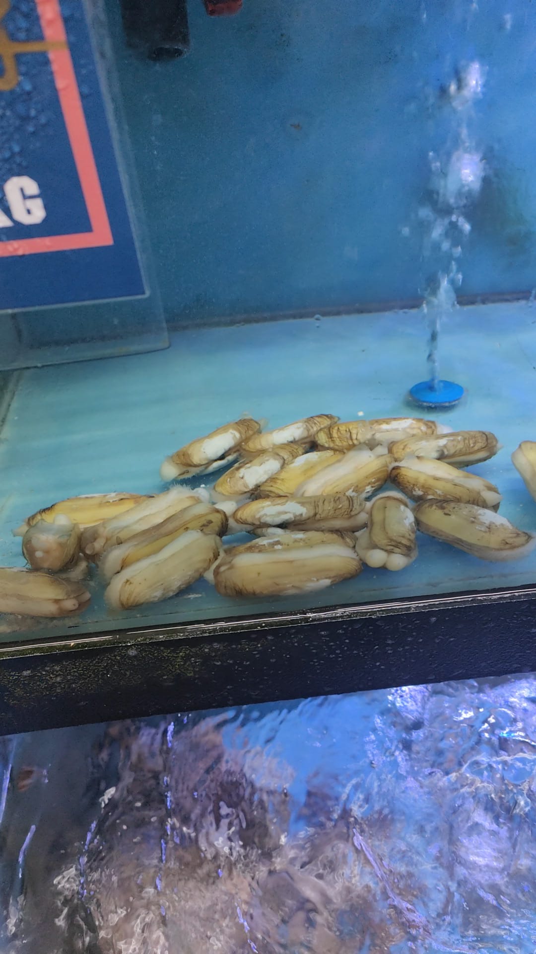 Live XL Razor Clams – 1kg