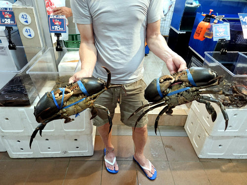 AAA Grade live mud crabs at Crab Talk Singapore