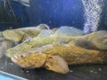 Wild-caught Soon Hock fish at Crab Talk Singapore