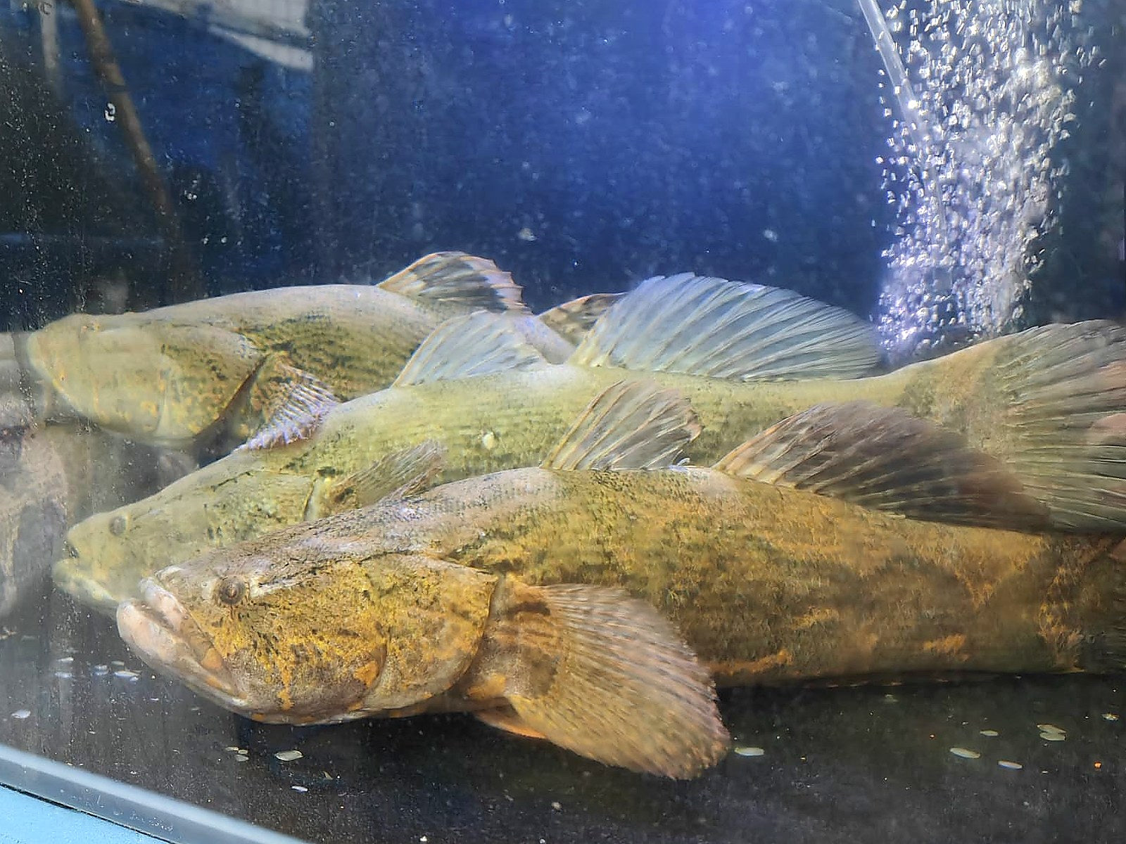 Wild-caught Soon Hock fish at Crab Talk Singapore