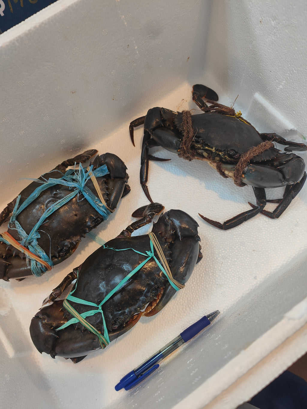 600g+ Live Mud Crab Deal – 3 Crabs