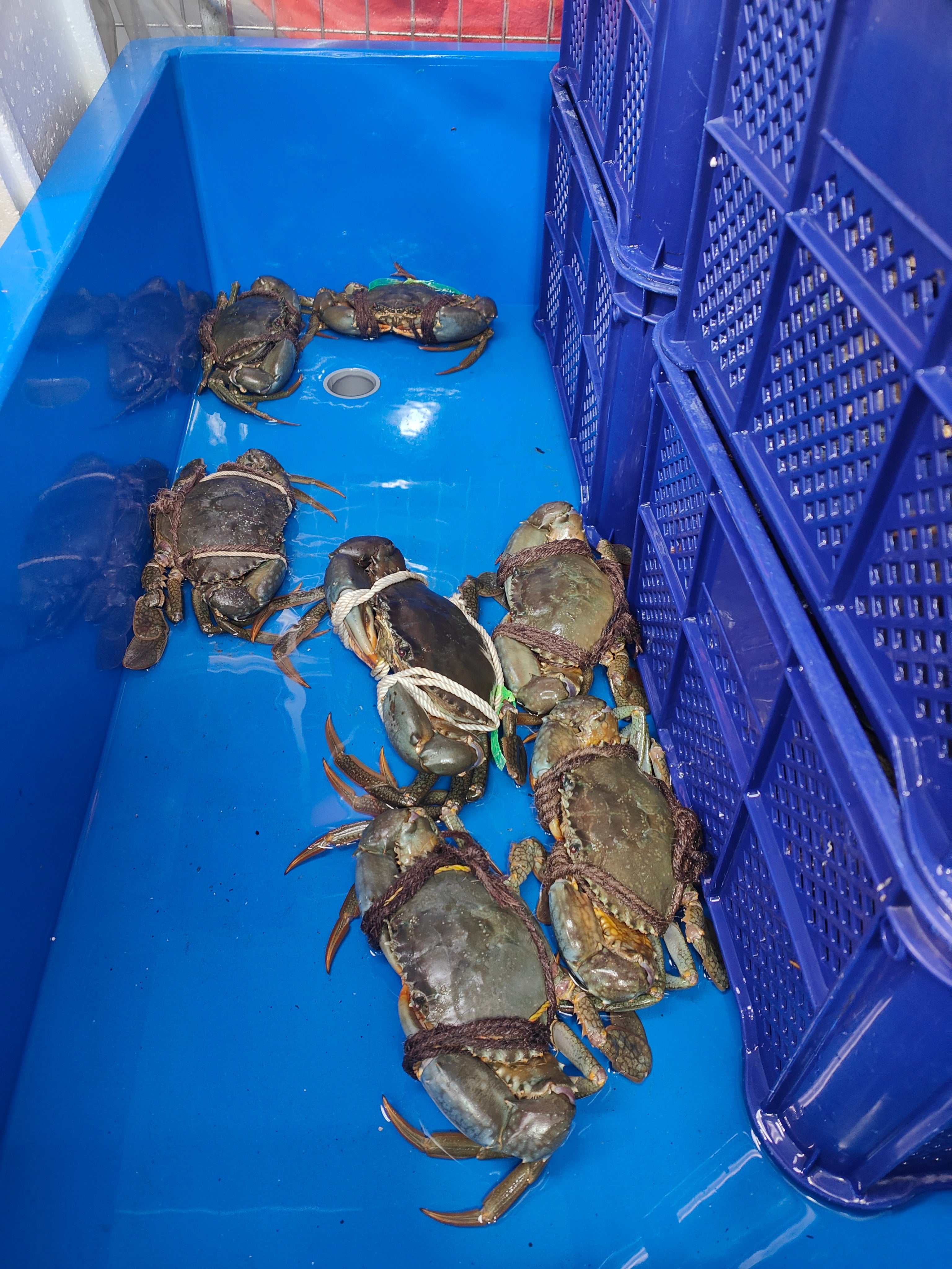 Live Mud Crabs – Choose Your Size