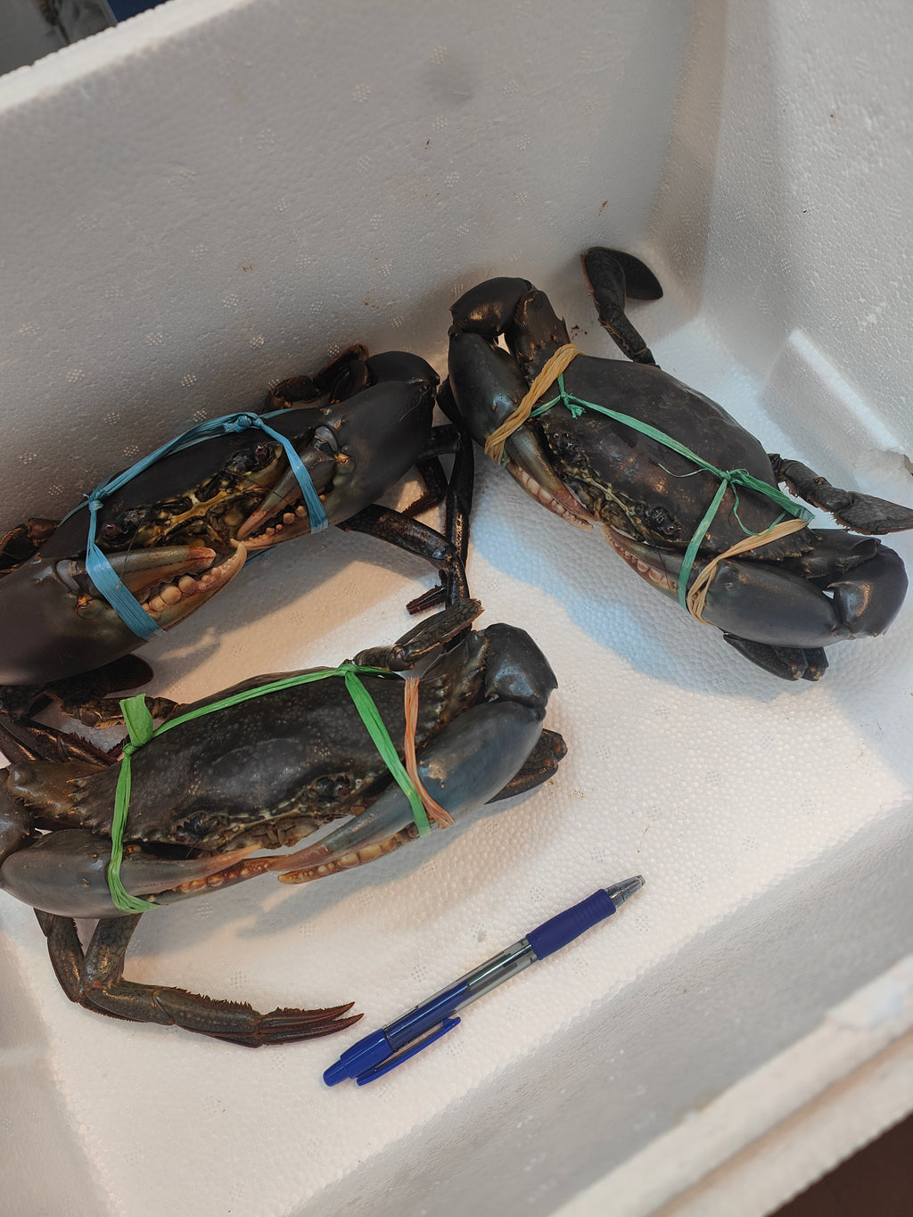 700g+ Live Mud Crab Deal – 3 Crabs