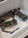 700g+ Live Mud Crab Deal – 3 Crabs