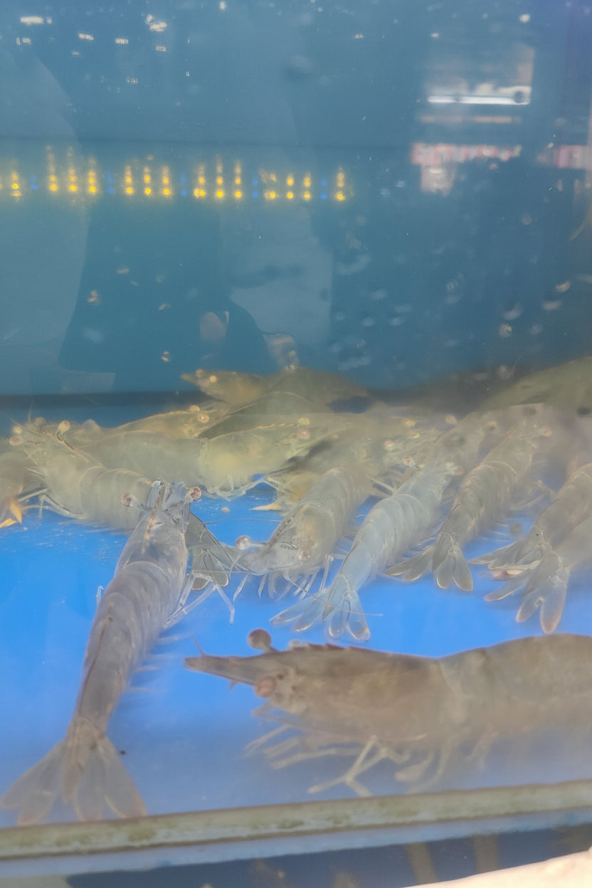 Live Vannamei Prawns – 1kg