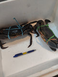 700g+ Live Mud Crab Deal – 2 Crabs