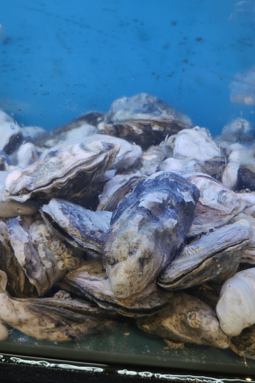 Canadian Fanny Bay Sunseeker Oysters