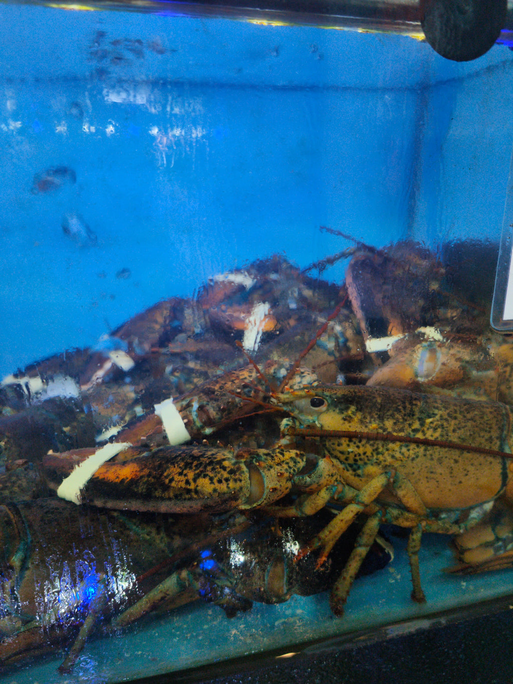 Live Boston Lobster Deals – 500g+