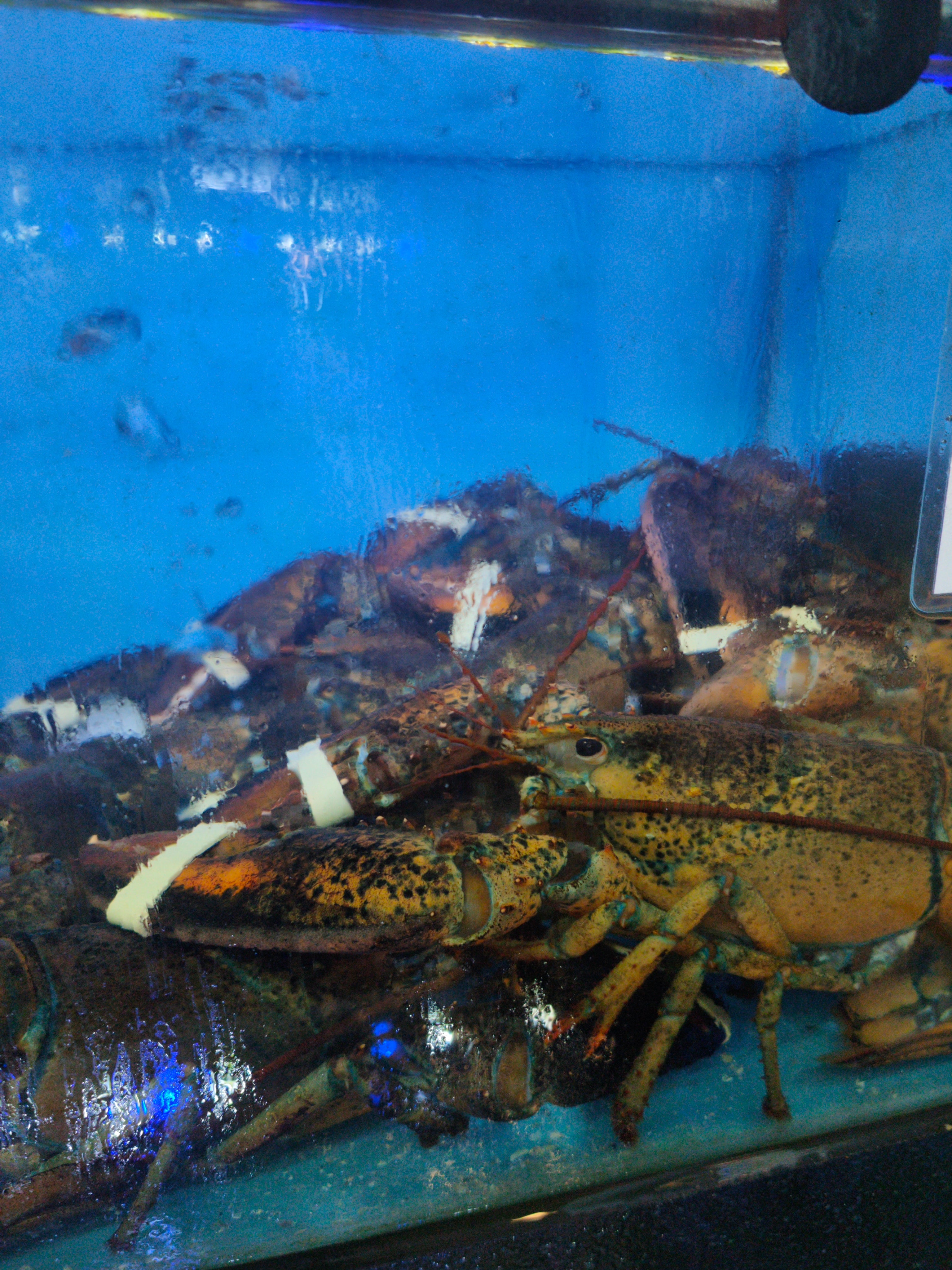 Live Boston Lobster Deals – 500g+