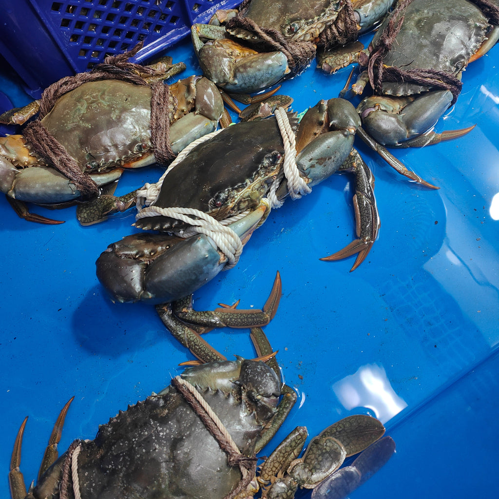 AAA Grade Live Mud Crabs – Reservation Deposit