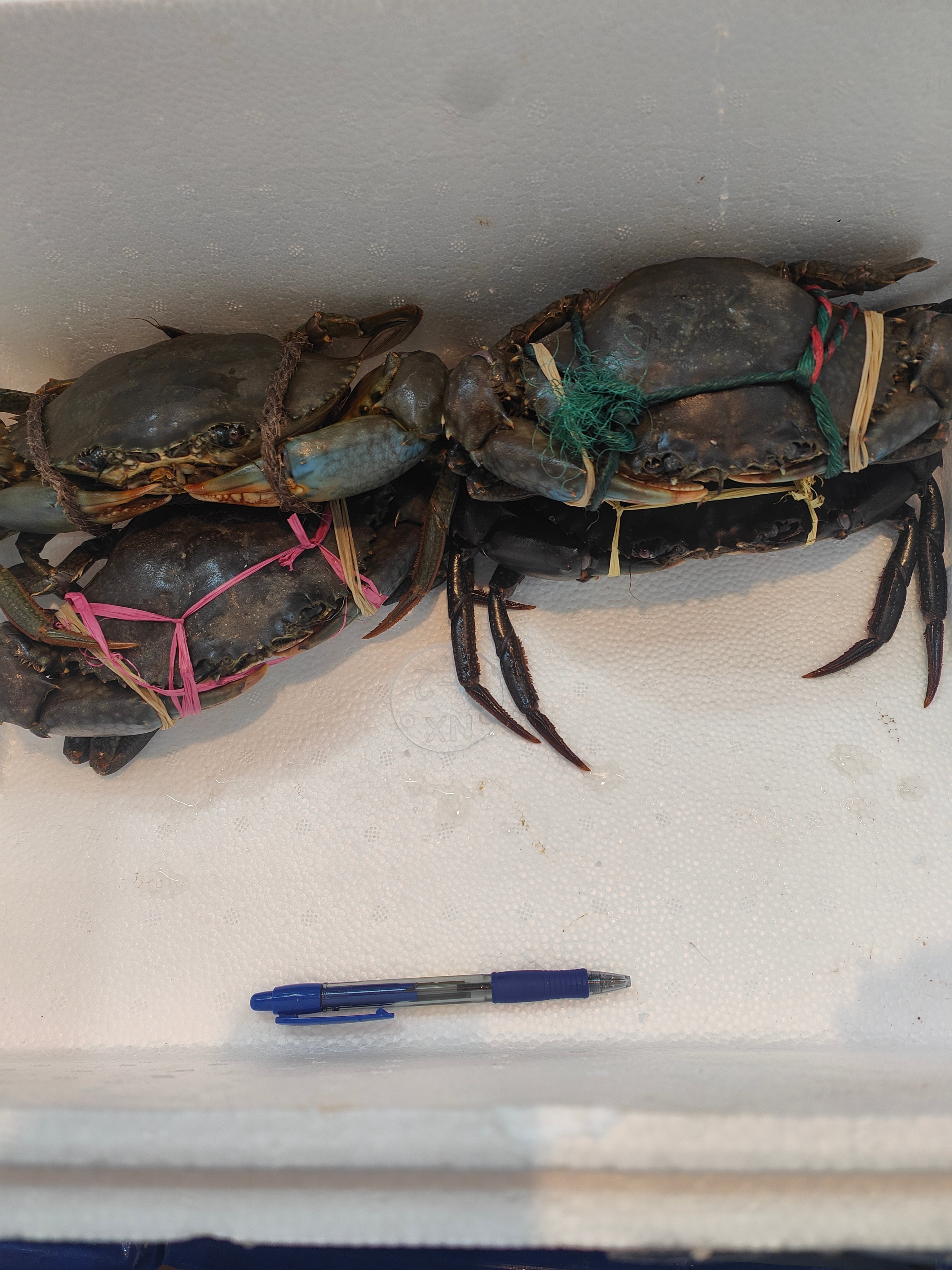 500g+ Live Mud Crab Deal – 4 Crabs