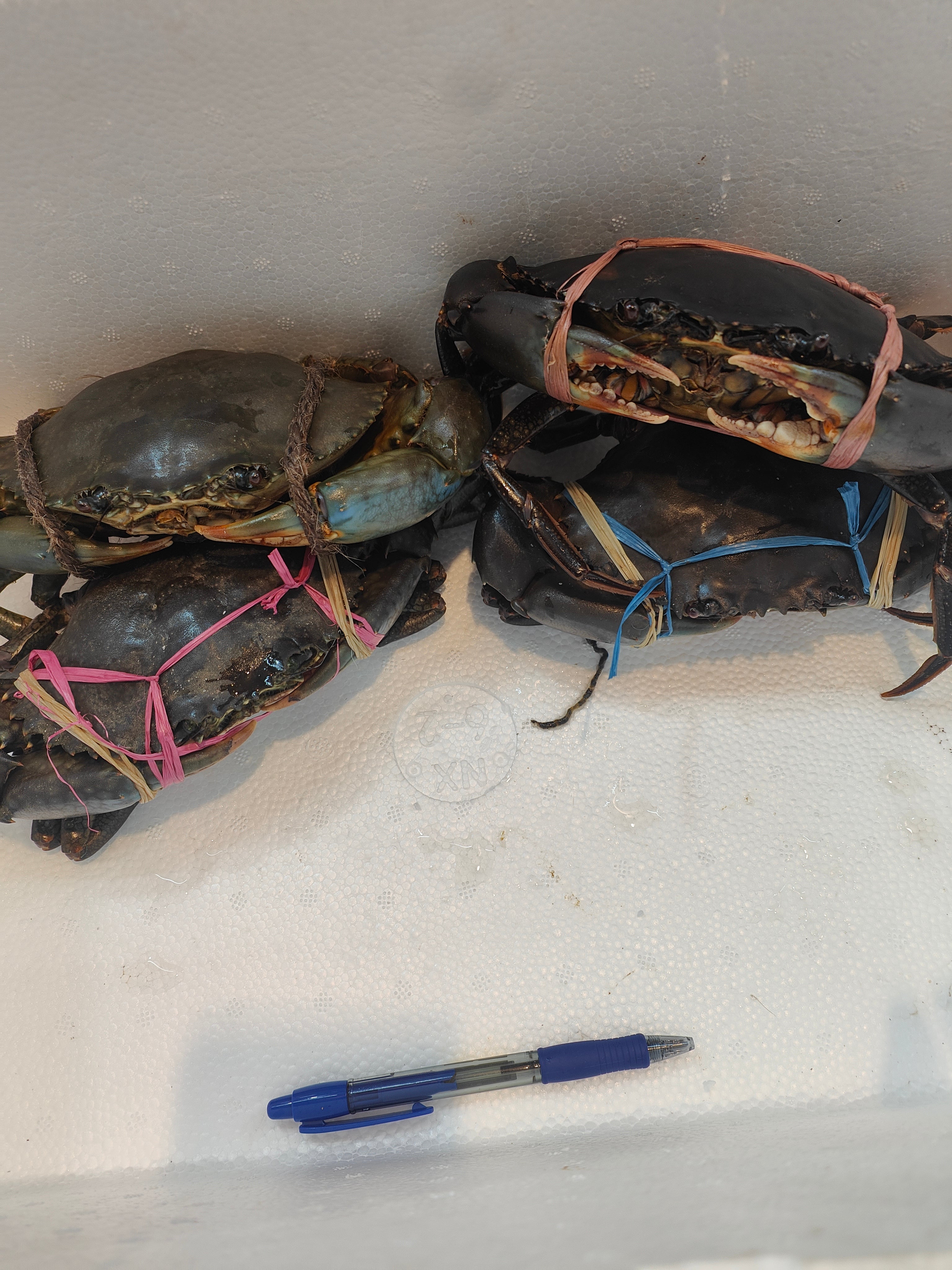 400g+ Live Mud Crab Deal – 4 Crabs