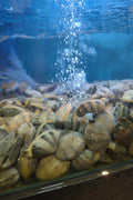 Canadian Manila Clams – 1kg