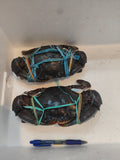 600g+ Live Mud Crab Deal – 2 Crabs