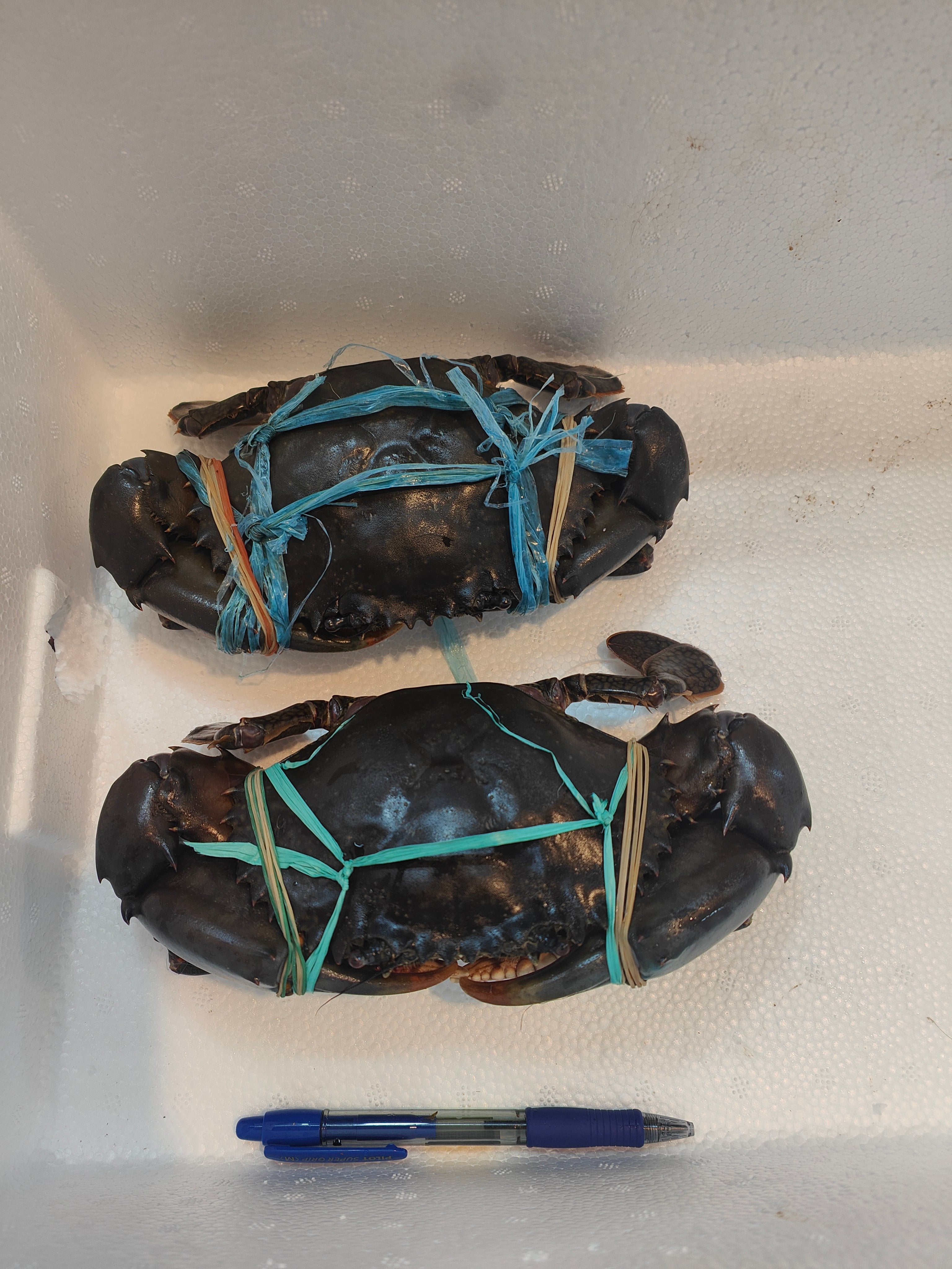 600g+ Live Mud Crab Deal – 2 Crabs