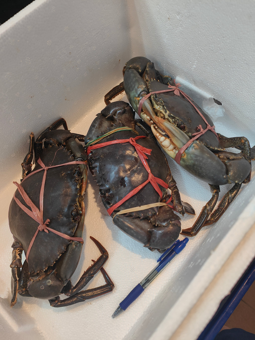 900g+- Live Mud Crab Deal – 3 Crabs