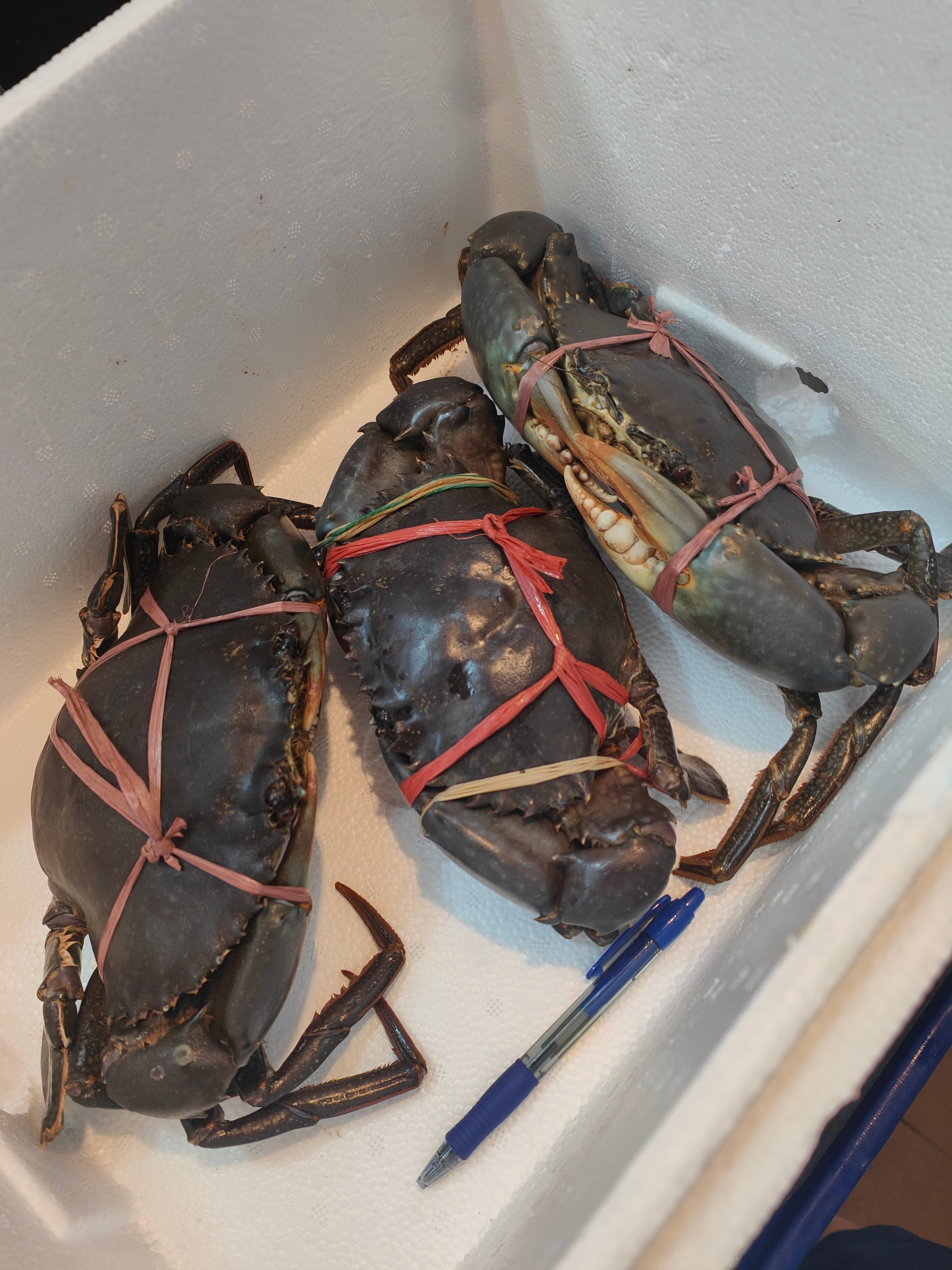 900g+- Live Mud Crab Deal – 3 Crabs