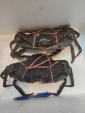 900g+- Live Mud Crab Deal – 2 Crabs